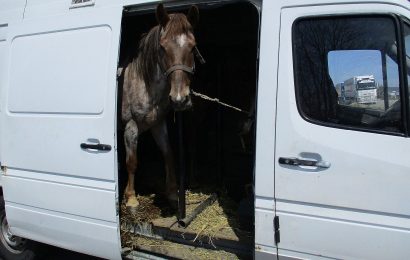 Waidhauser Zöllner stoppen zwei Pferdetransporter