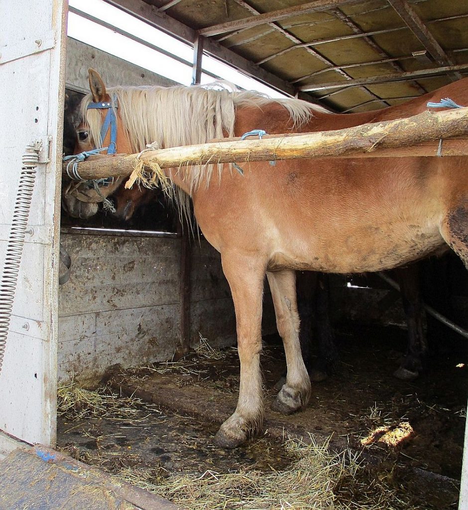 Bilder (Hauptzollamt Regensburg): Pferde im Anhänger und auf der Ladefläche