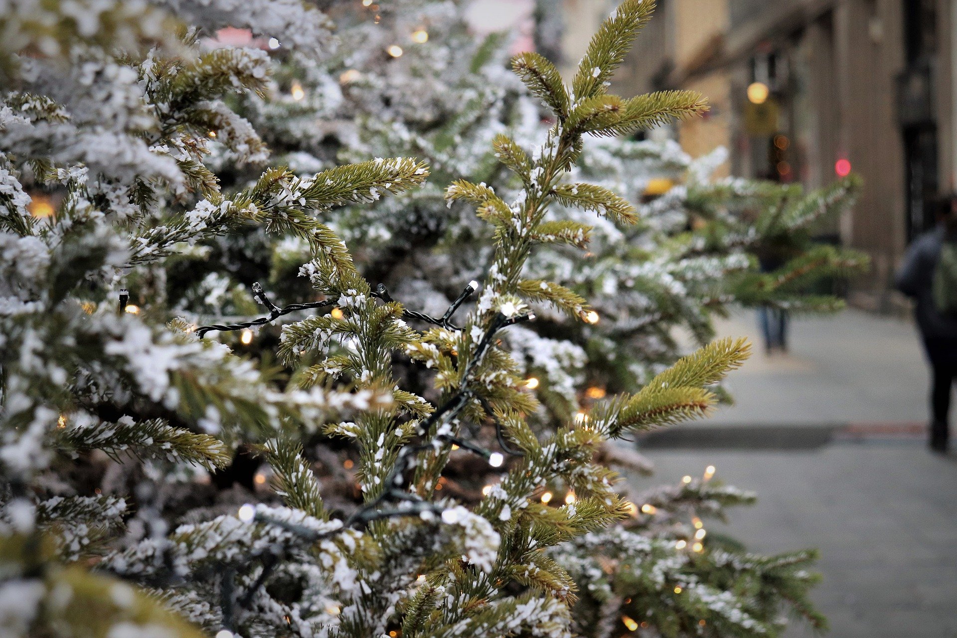 Stadt Amberg sucht Weihnachtsbäume