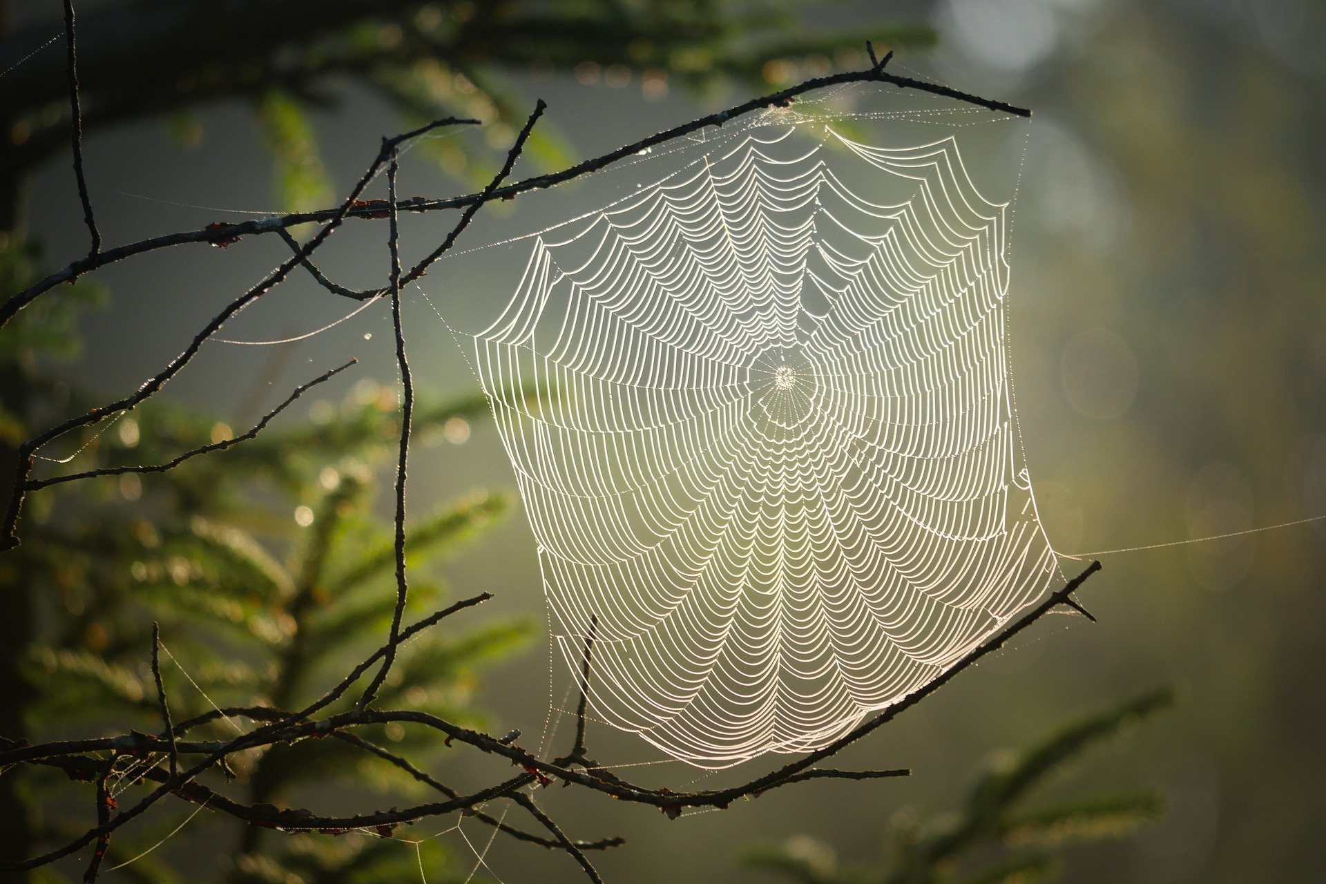 Spinne verursacht Unfall