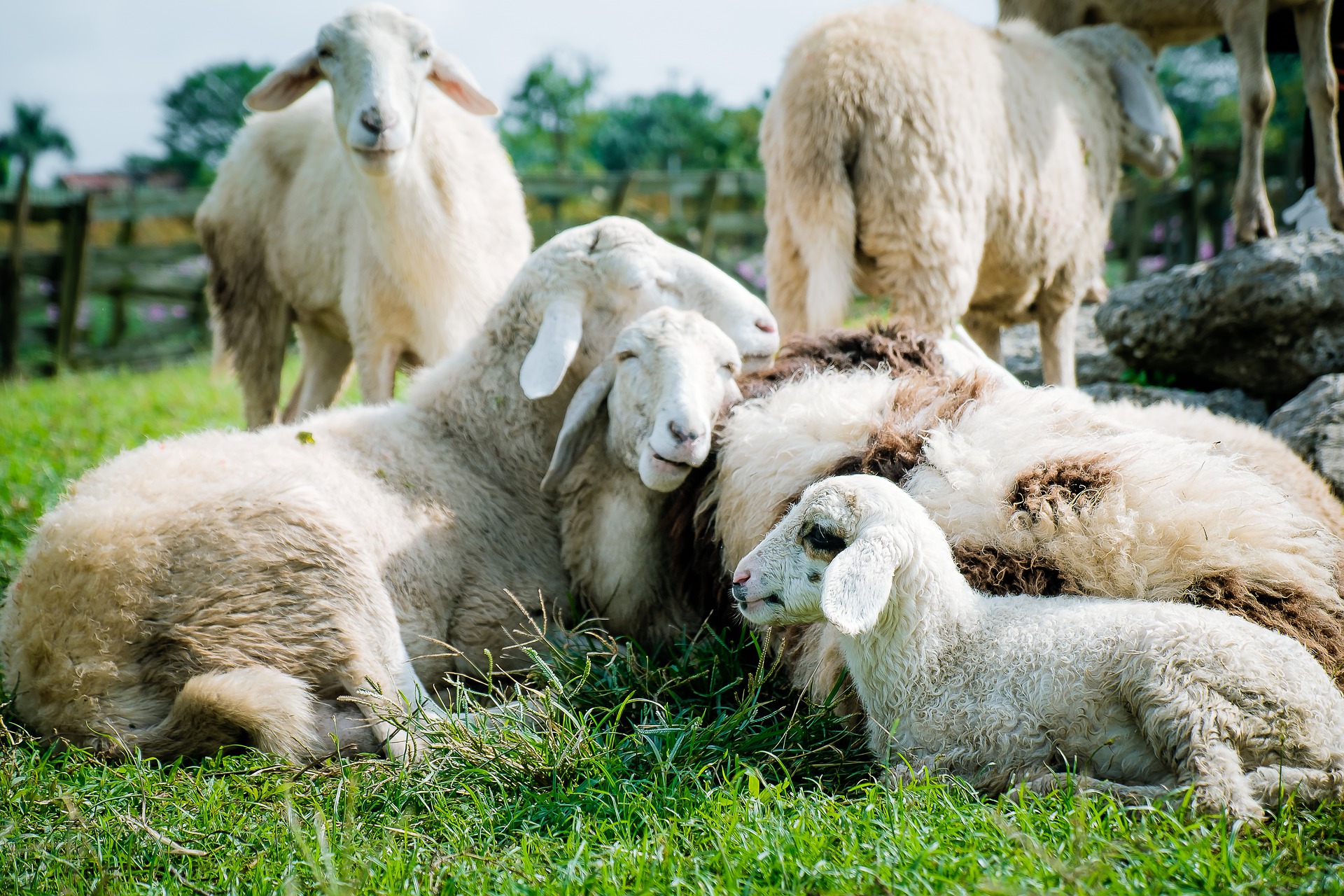 Verstöße gegen Tierschutz im Landkreis Amberg-Sulzbach rufen Behörden auf den Plan