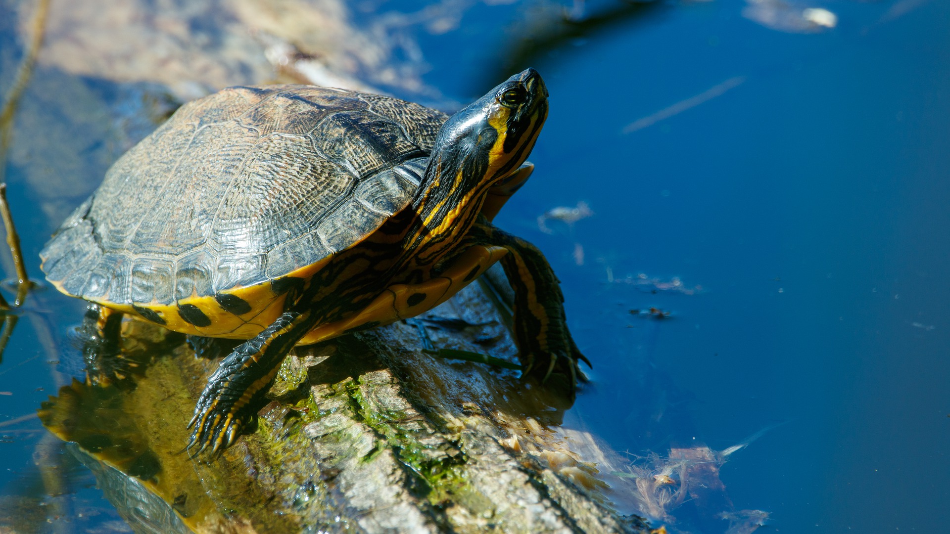 Ausgebüxte Schildkröte auf der B22