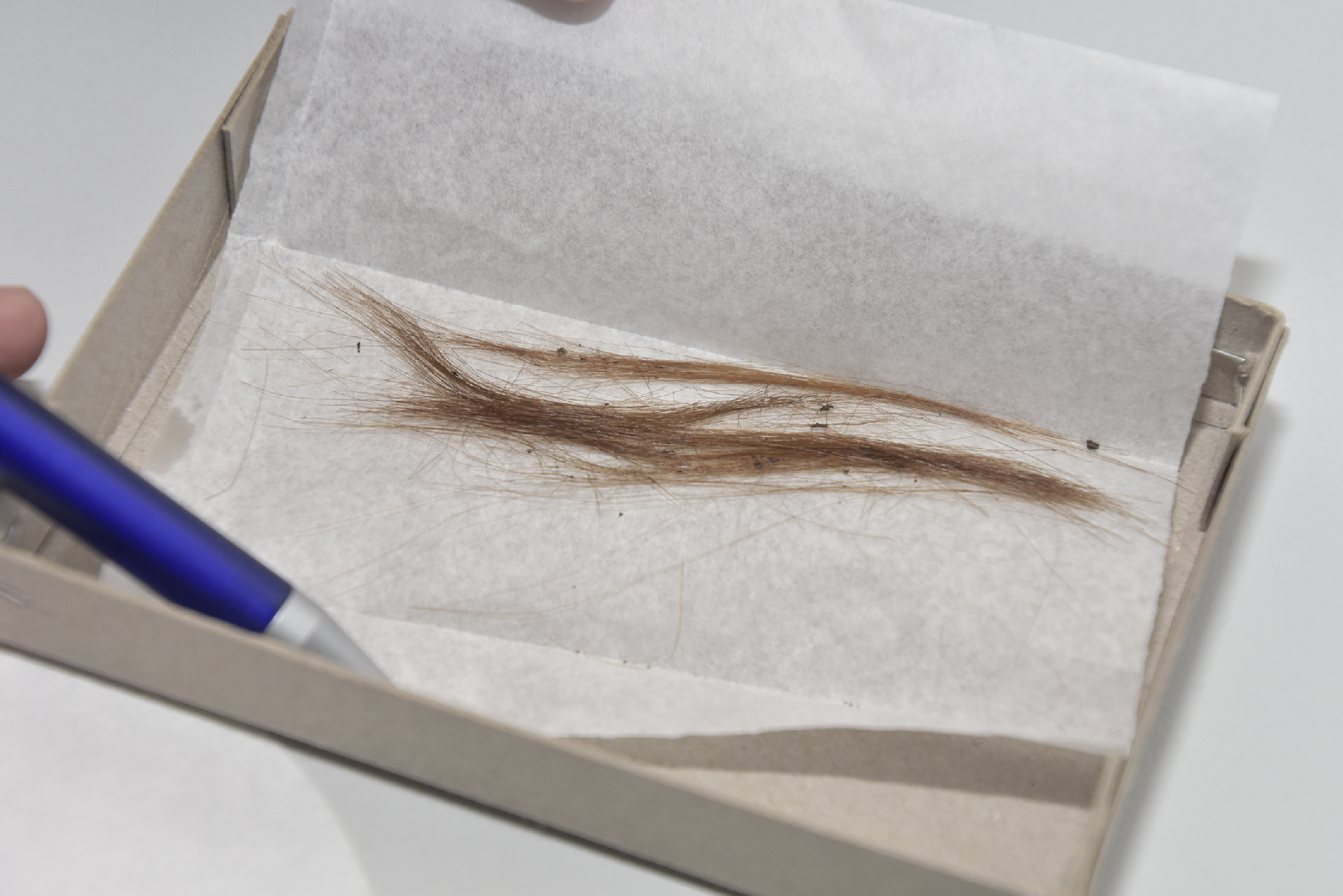 Geschnitten wie nach dem Friseur – Biologen des BLKA analysieren Jahrhunderte alte Haarbüschel