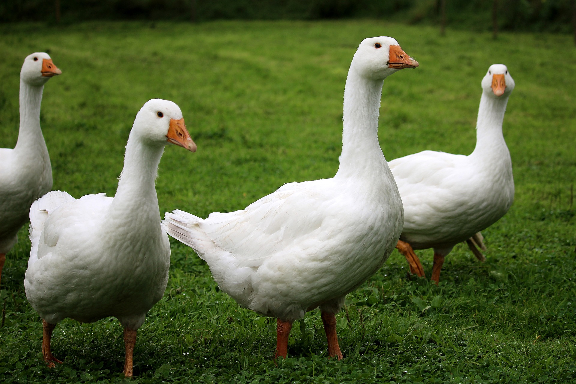 Gänse in Schnaittenbach entwendet