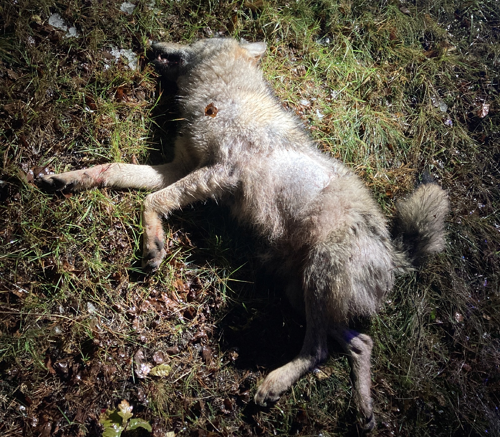 Zusammenstoß mit einem großen Wolf bei Schwarzenbach