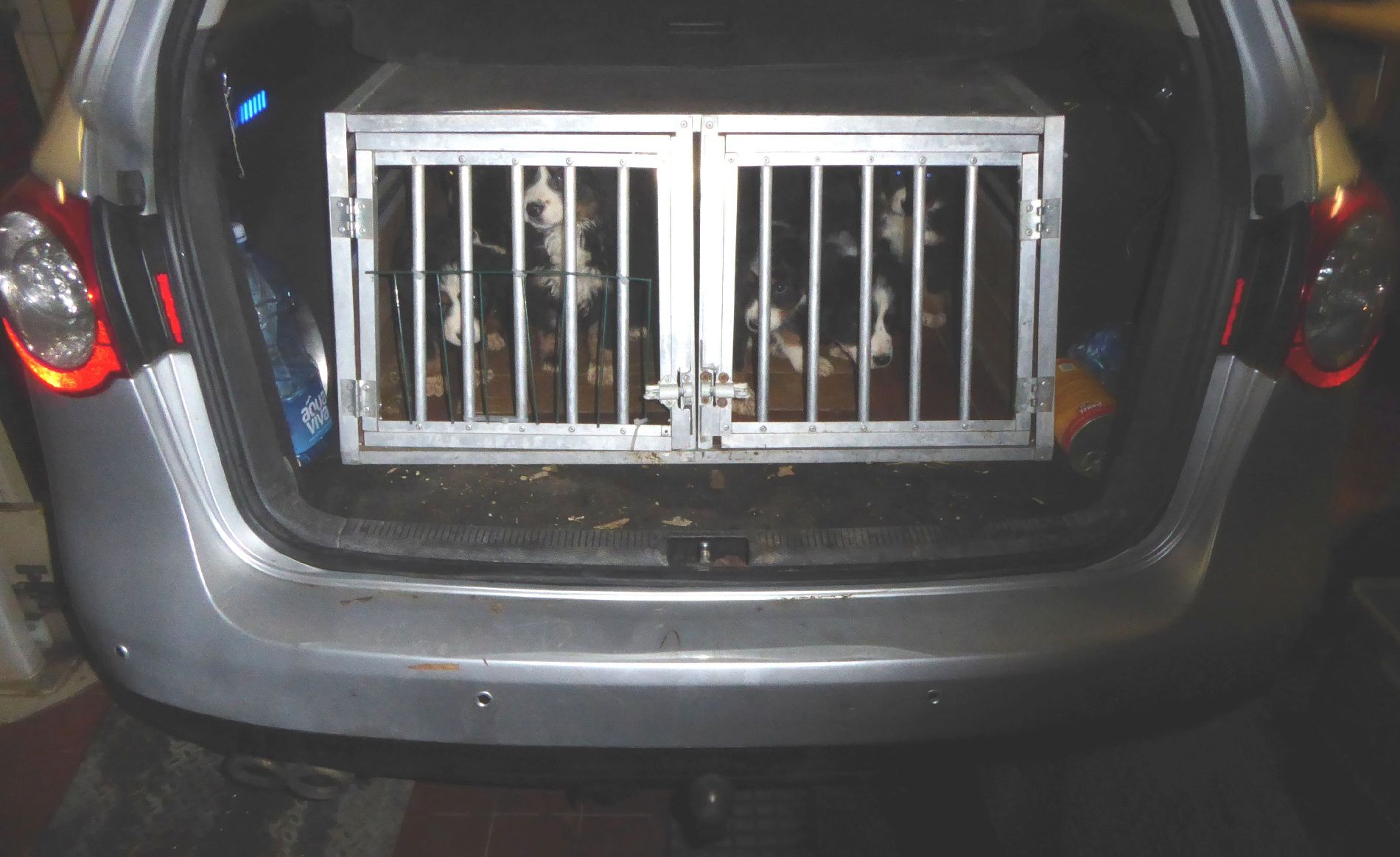 So wurden die Hundewelpen von der Polizei aufgefunden Foto: Grenzpolizei Waldsassen