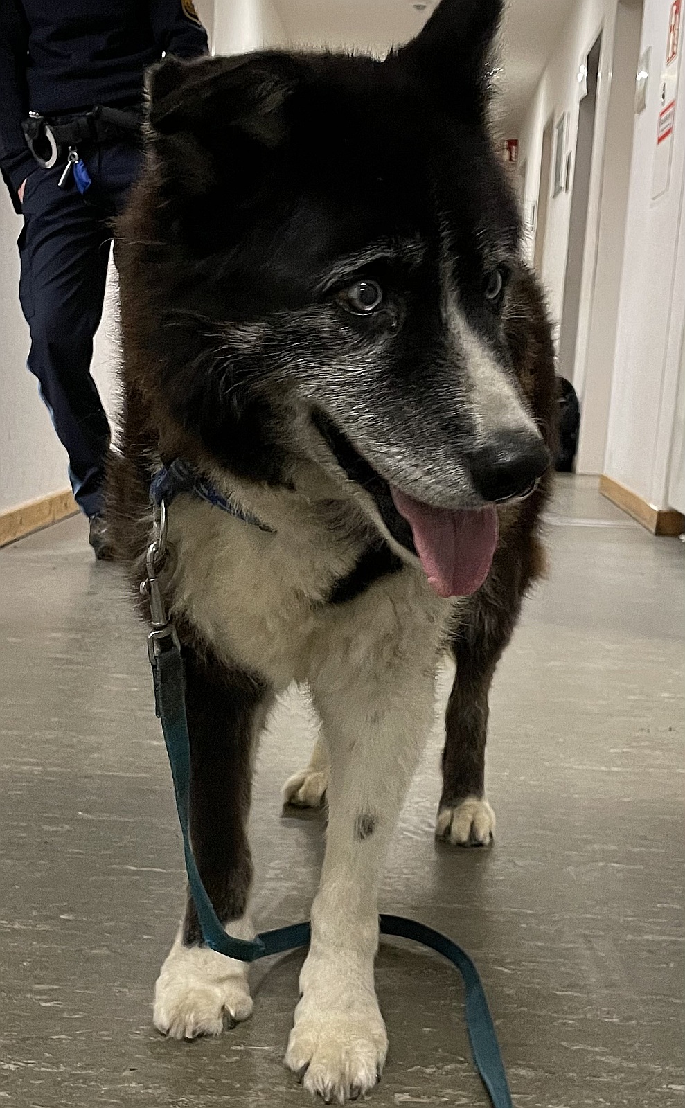 Der gerettete Hund drufte sich in der Polizeiinspektion wieder aufwärmen Foto: Polizei Amberg