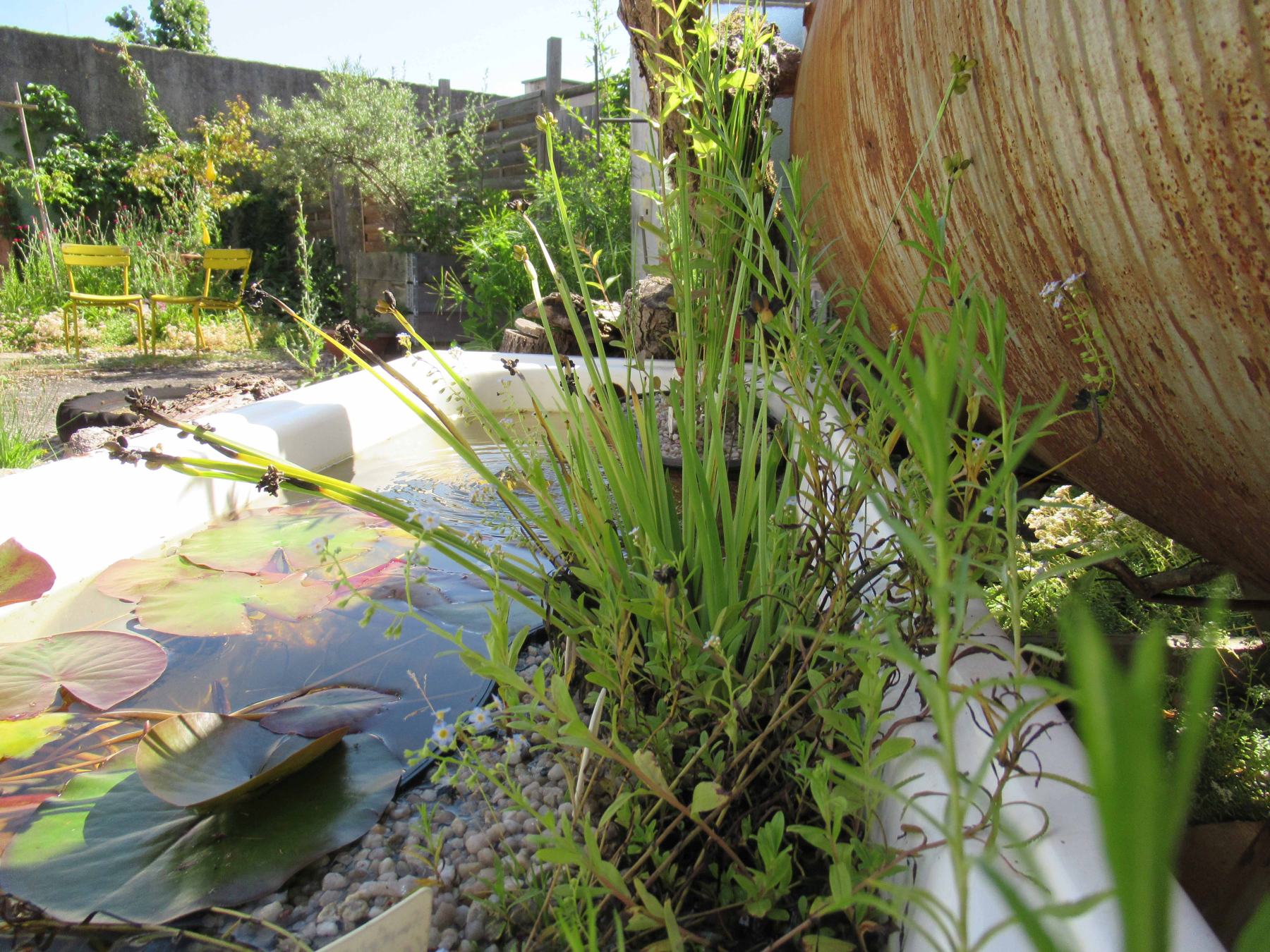 Früher Badewanne, jetzt ein Wasserbiotop, in dem sich mehrere Tierarten wohlfühlen. Mit dieser Idee konnte der OGV Hirschau punkten Foto: OGV Hirschau / Johanna Erras-Dorfner