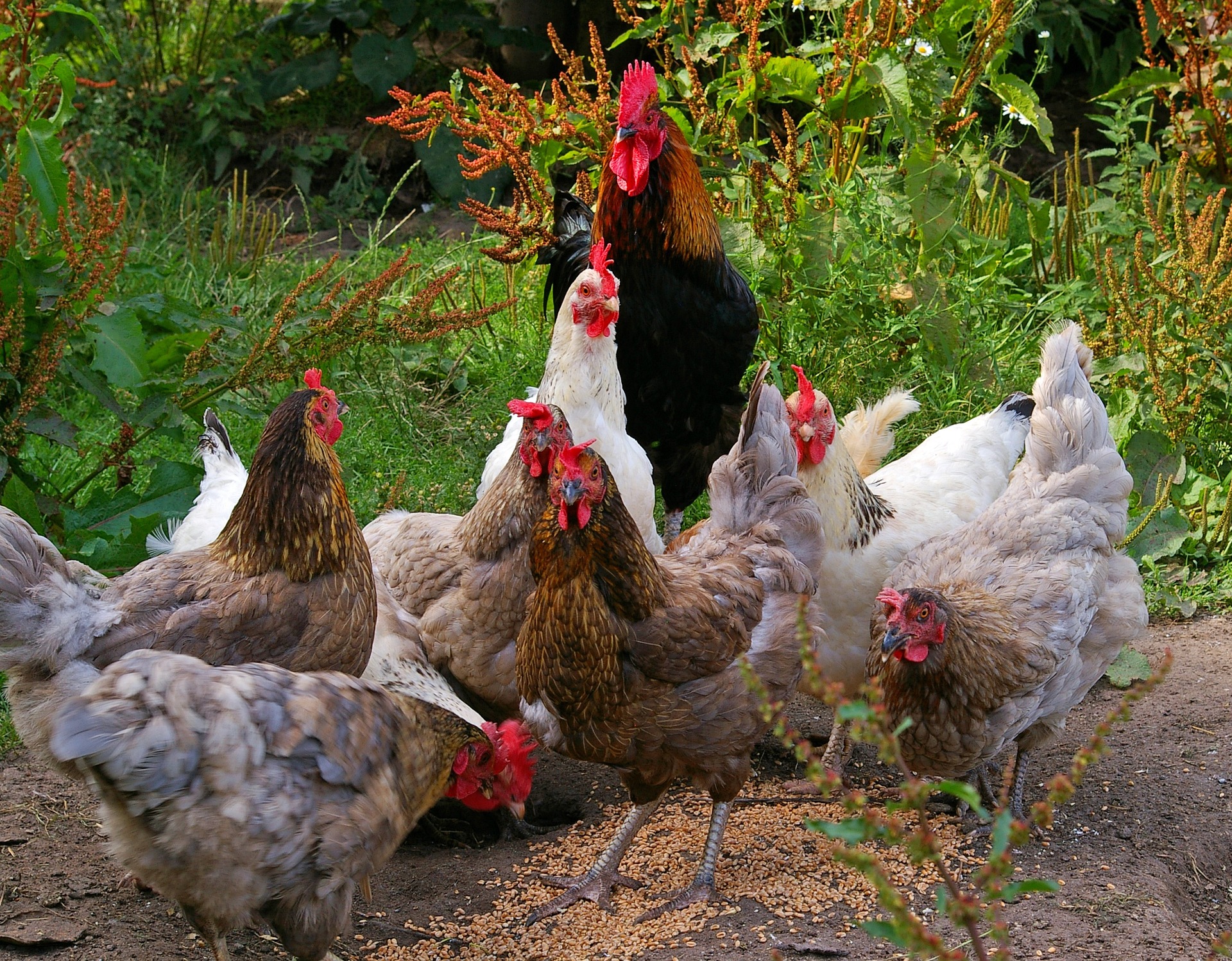 80 Hühner aus mobilem Hühnerstall in Nittenau entwendet