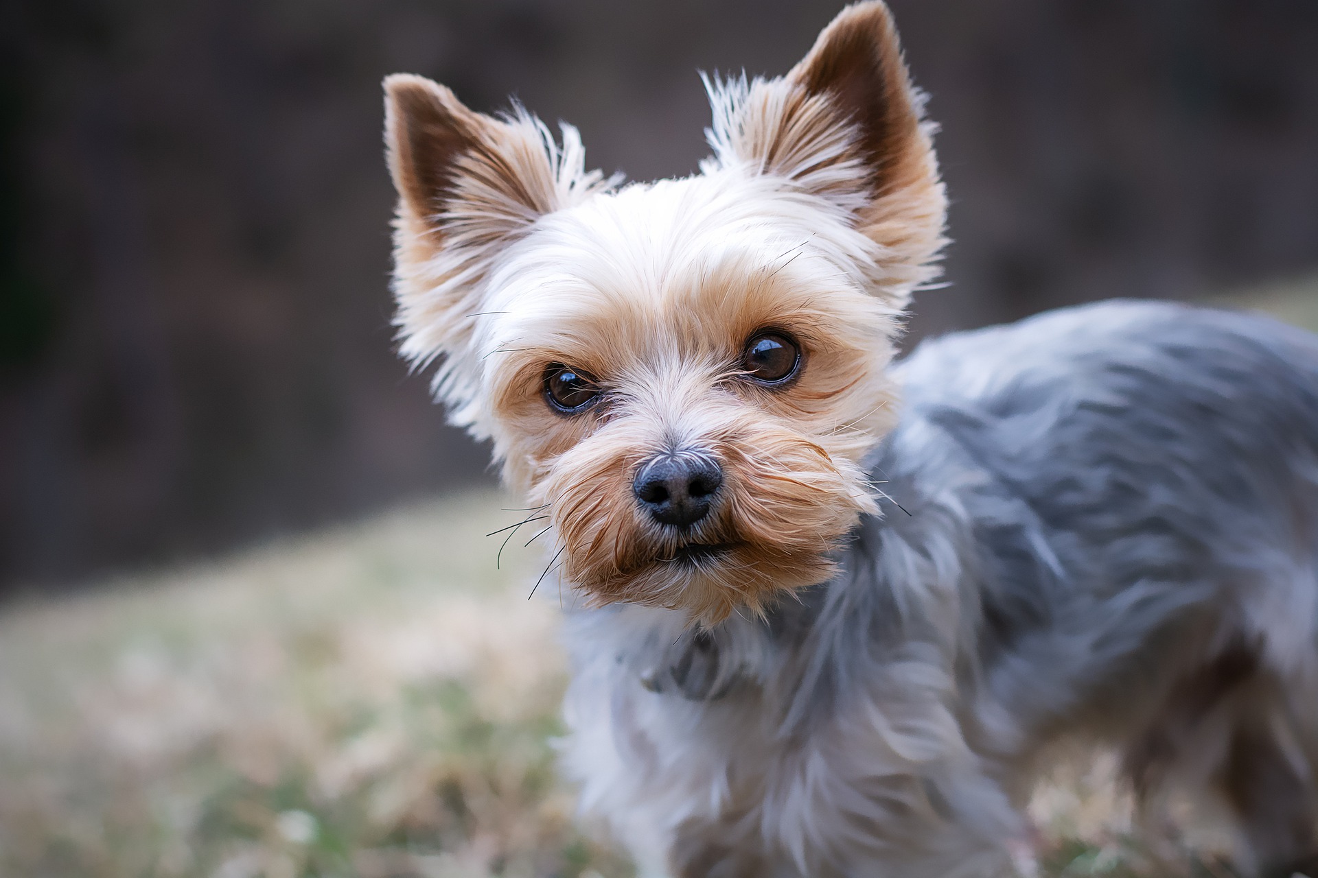 Symbolbild: Yorkshire Terrier