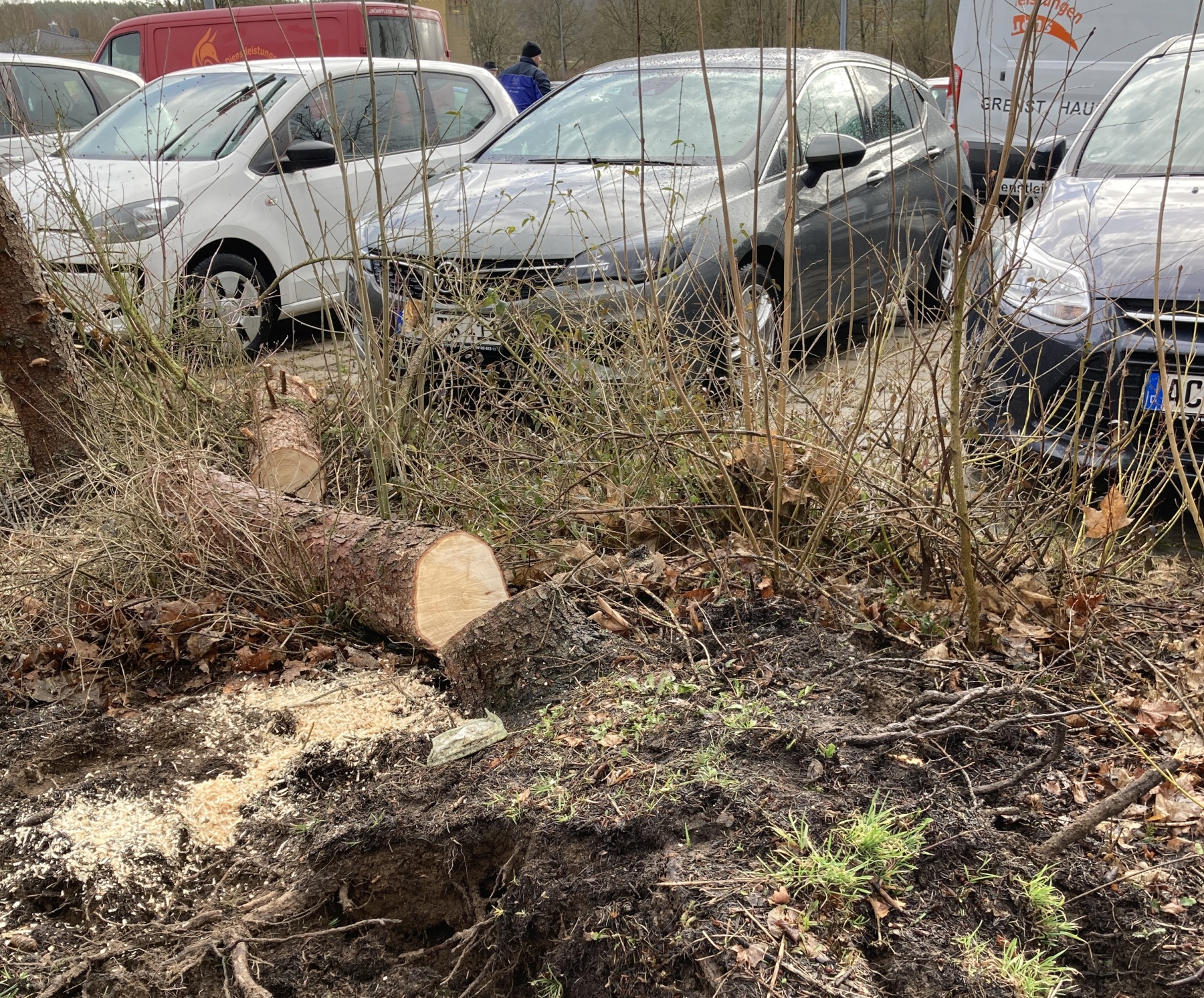 Baum kracht in Auerbach auf drei geparkte Pkws