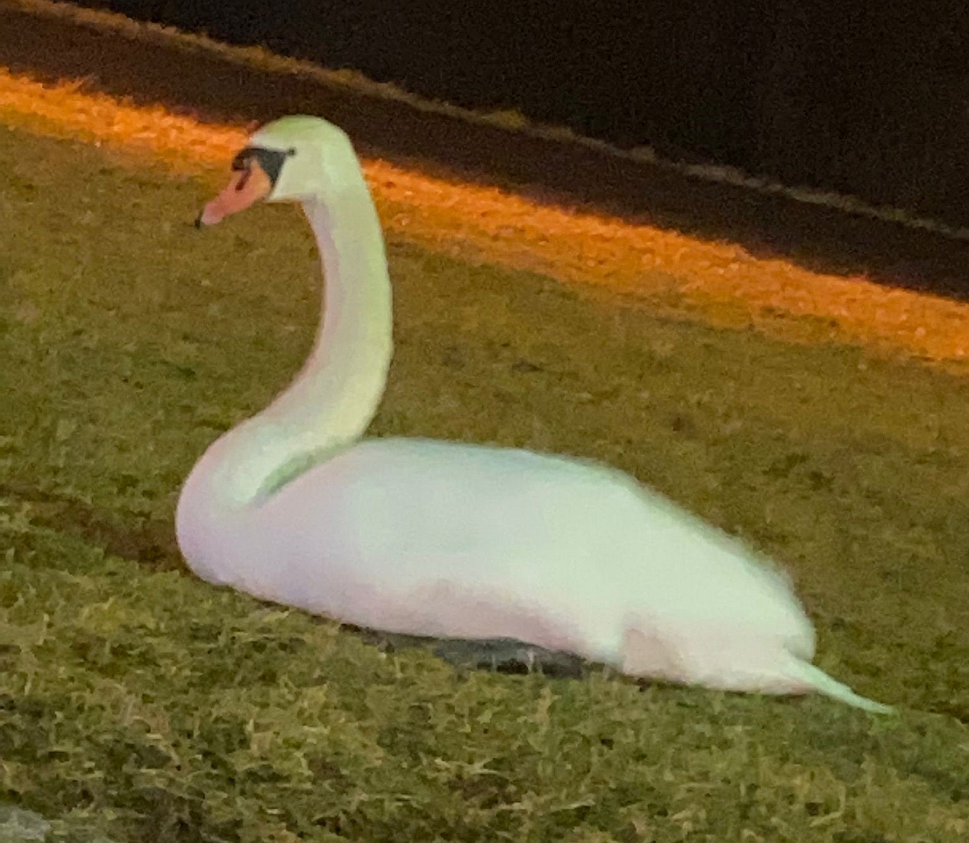 Verletzter Schwan in Grafenwöhr durch Polizei in Obhut genommen