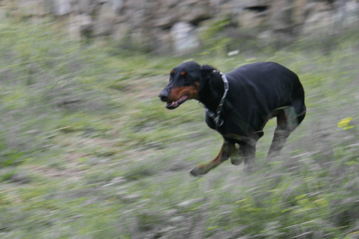 Mann hetzt Dobermann auf Jugendliche