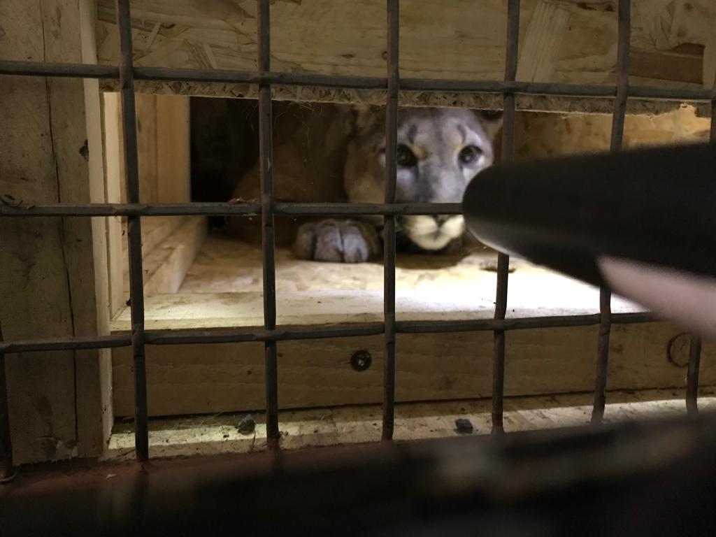 Puma in der Box Foto: Polizeiinspektion Neunburg v.Wald
