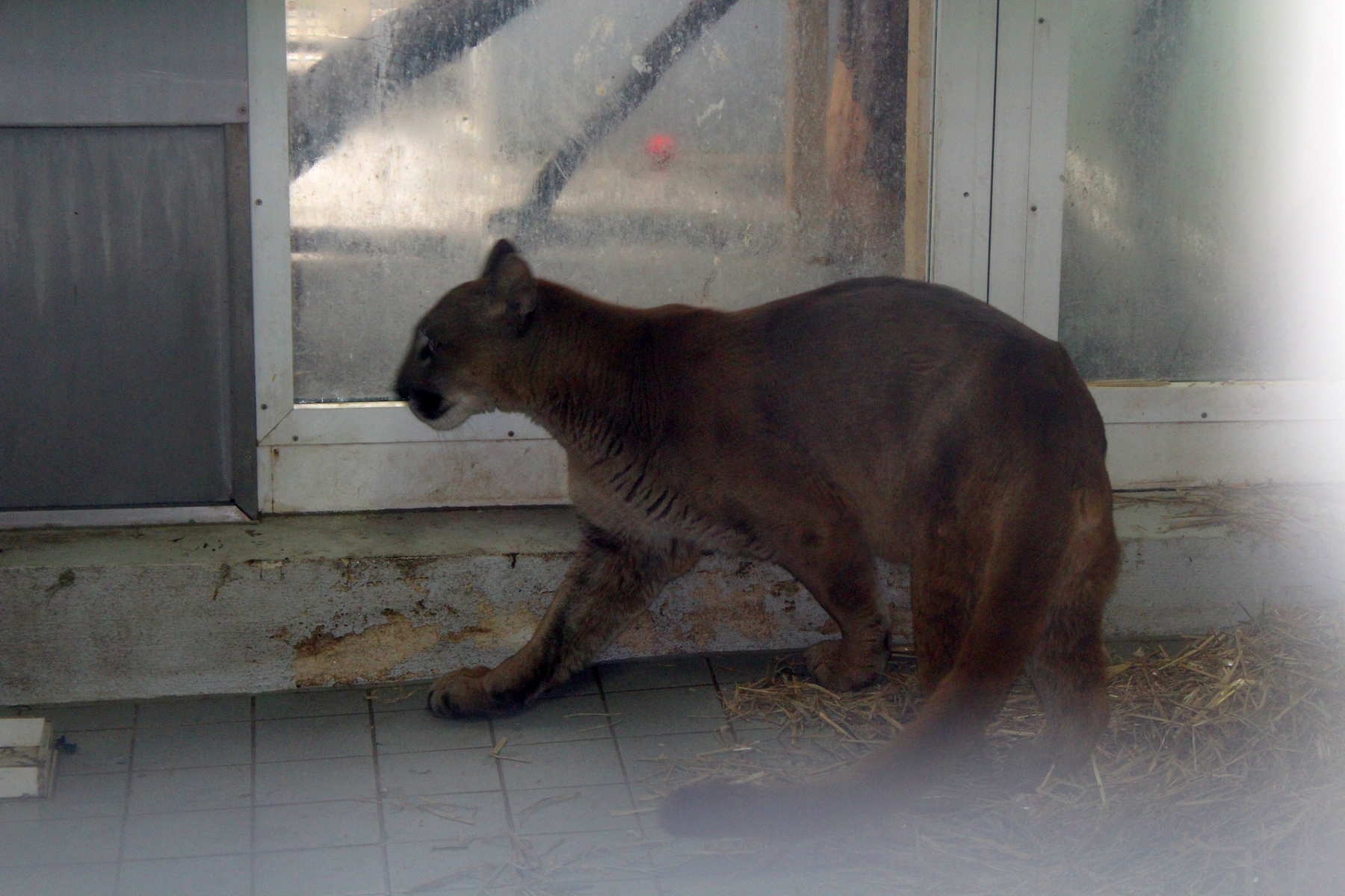 Sichergestellter Puma Foto: Polizeiinspektion Neunburg v.Wald