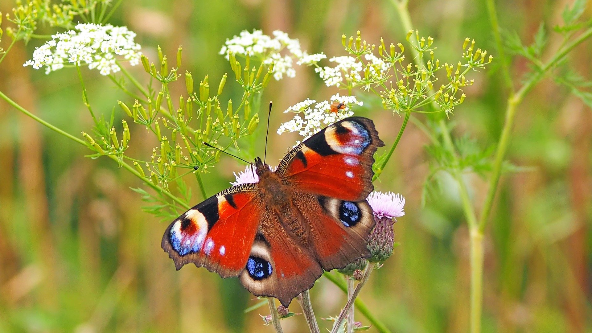 Symbolbild: Wiese und Schmetterling