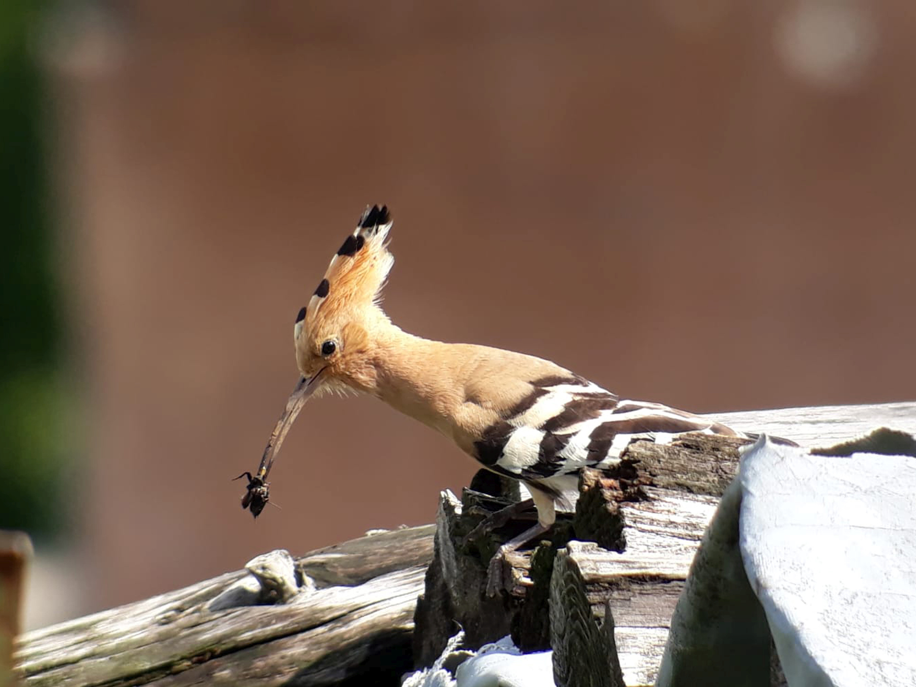 Ein Charaktervogel kehrt zurück in die Oberpfalz