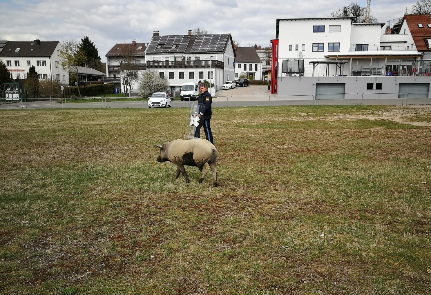 Tierischer Ausflügler im Stadtgebiet