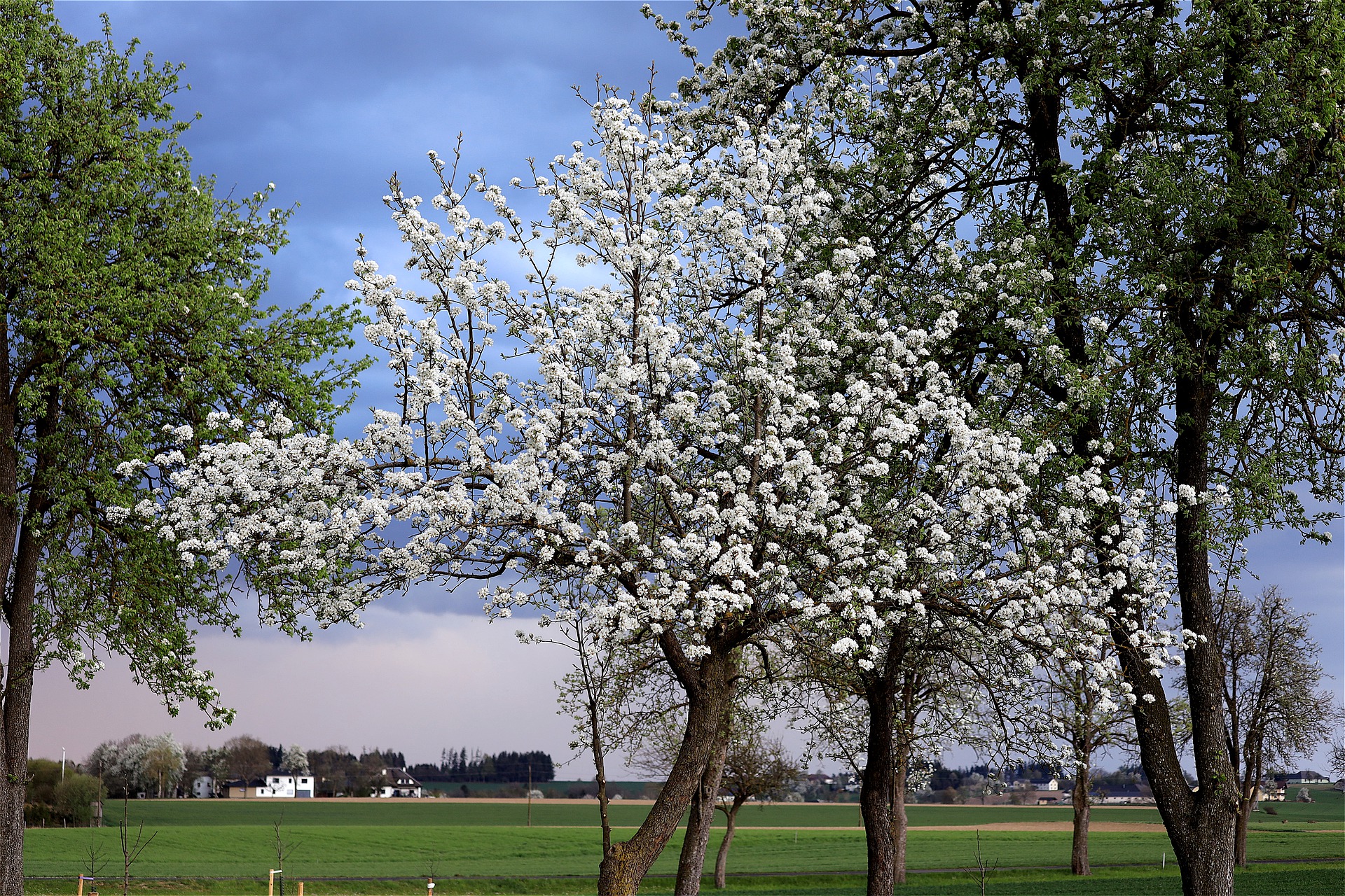 Symbolbild: Obstbaum