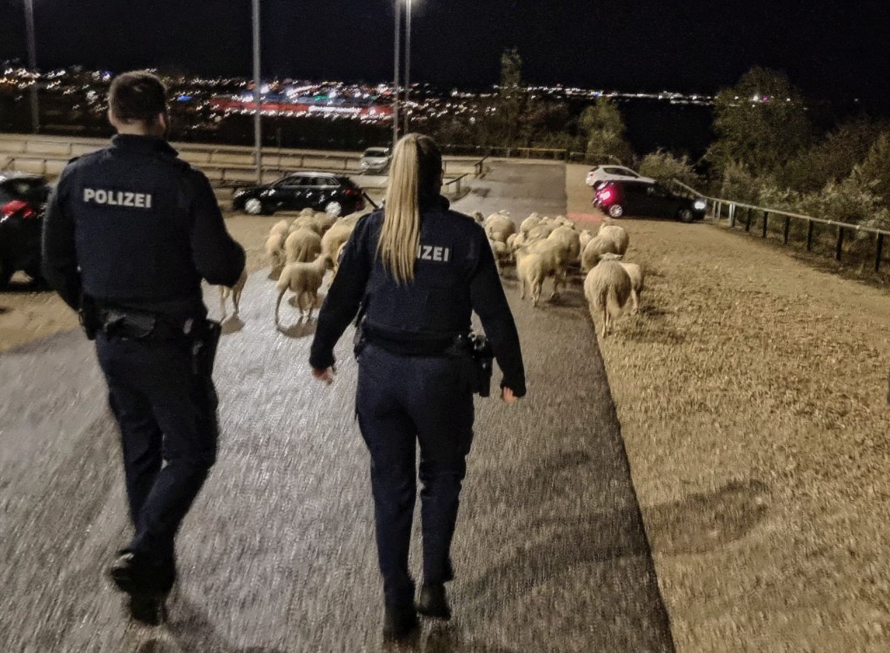 Die Beamten der PI Regensburg Süd trieben die Schafe zurück ins Gehege Foto: PI Regensburg Süd