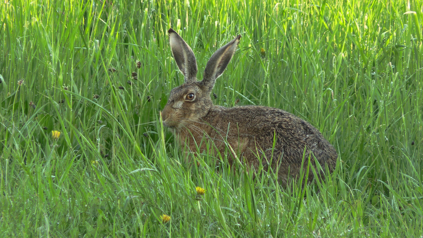 Polizeibeamte als Tierfänger unterwegs