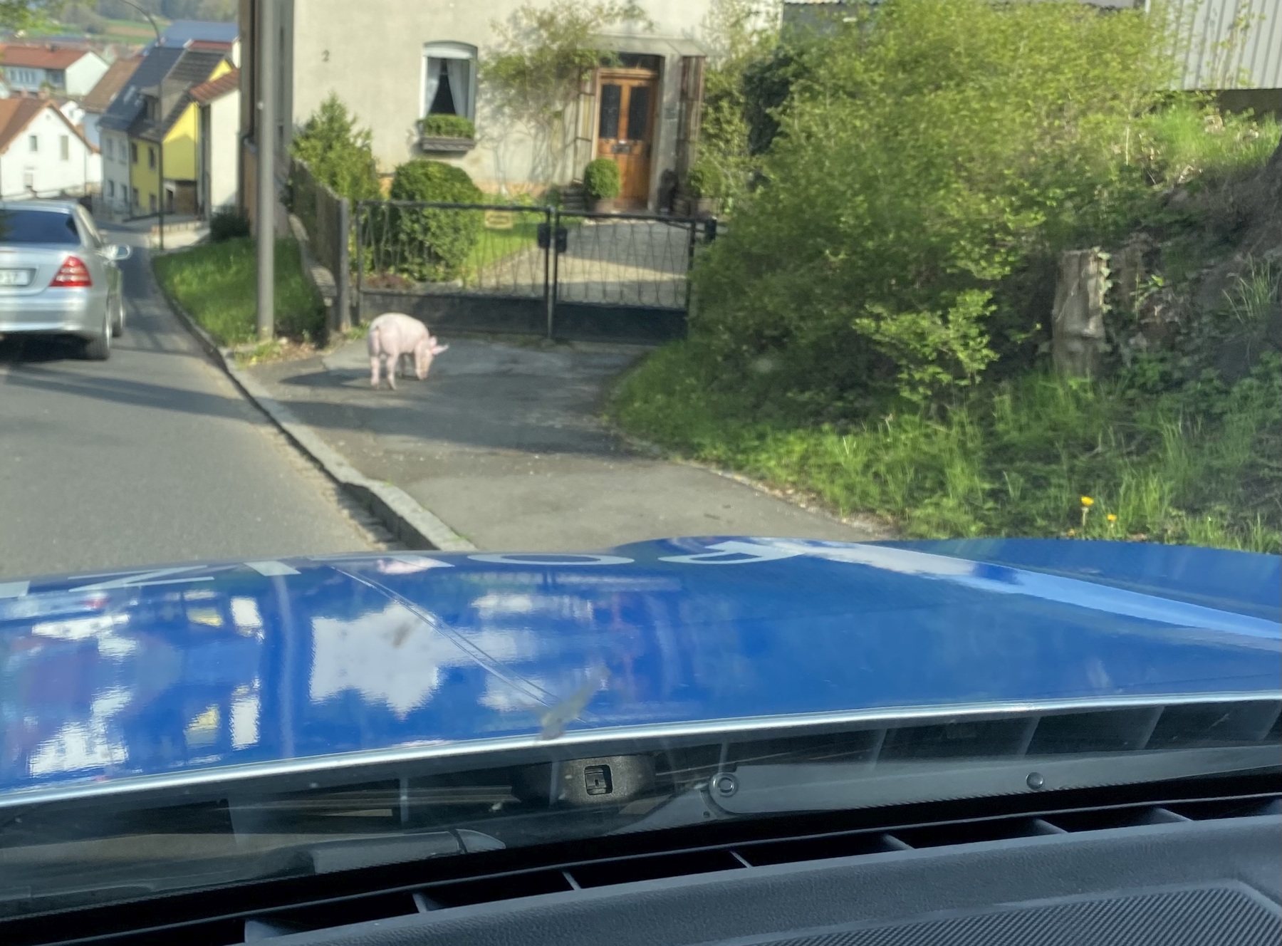 Für erhebliche Verkehrsbehinderungen sorgte das Schwein am Freitag Foto: Polizei Sulzbach-Rosenberg