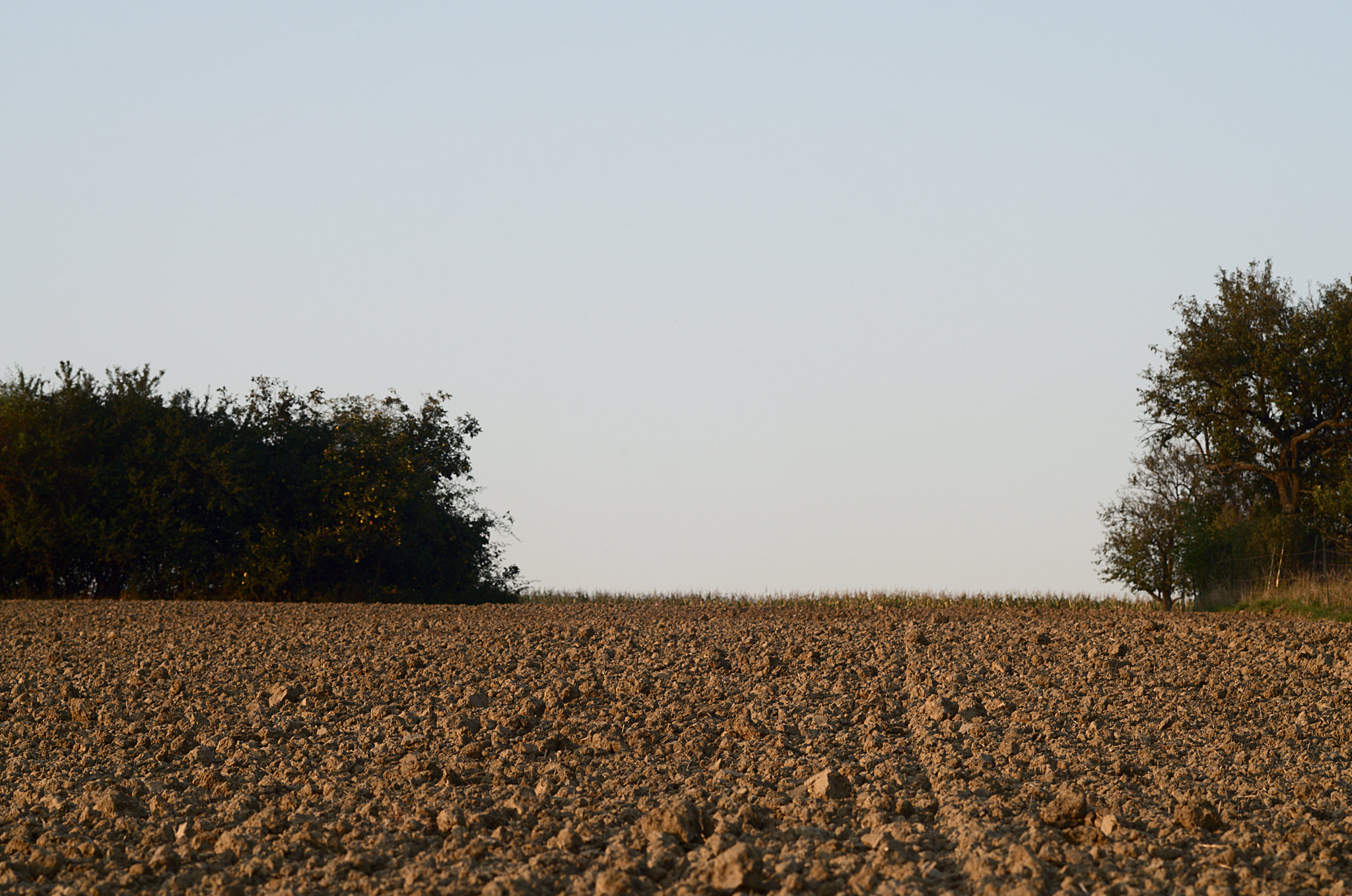 Symbolbild: Acker / Feld Quelle: flickr.com/photos/michitux/