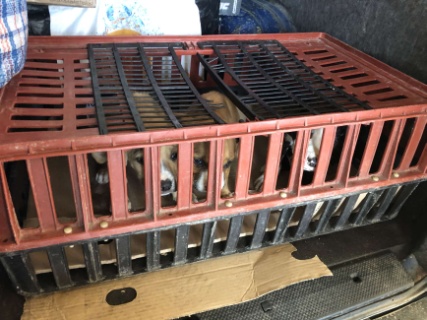 Drei Hundewelpen aus zu enger Transportbox befreit