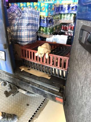 In dieser engen Box wurden die drei Welpen aufgefunden Quelle: Verkehrspolizei Amberg