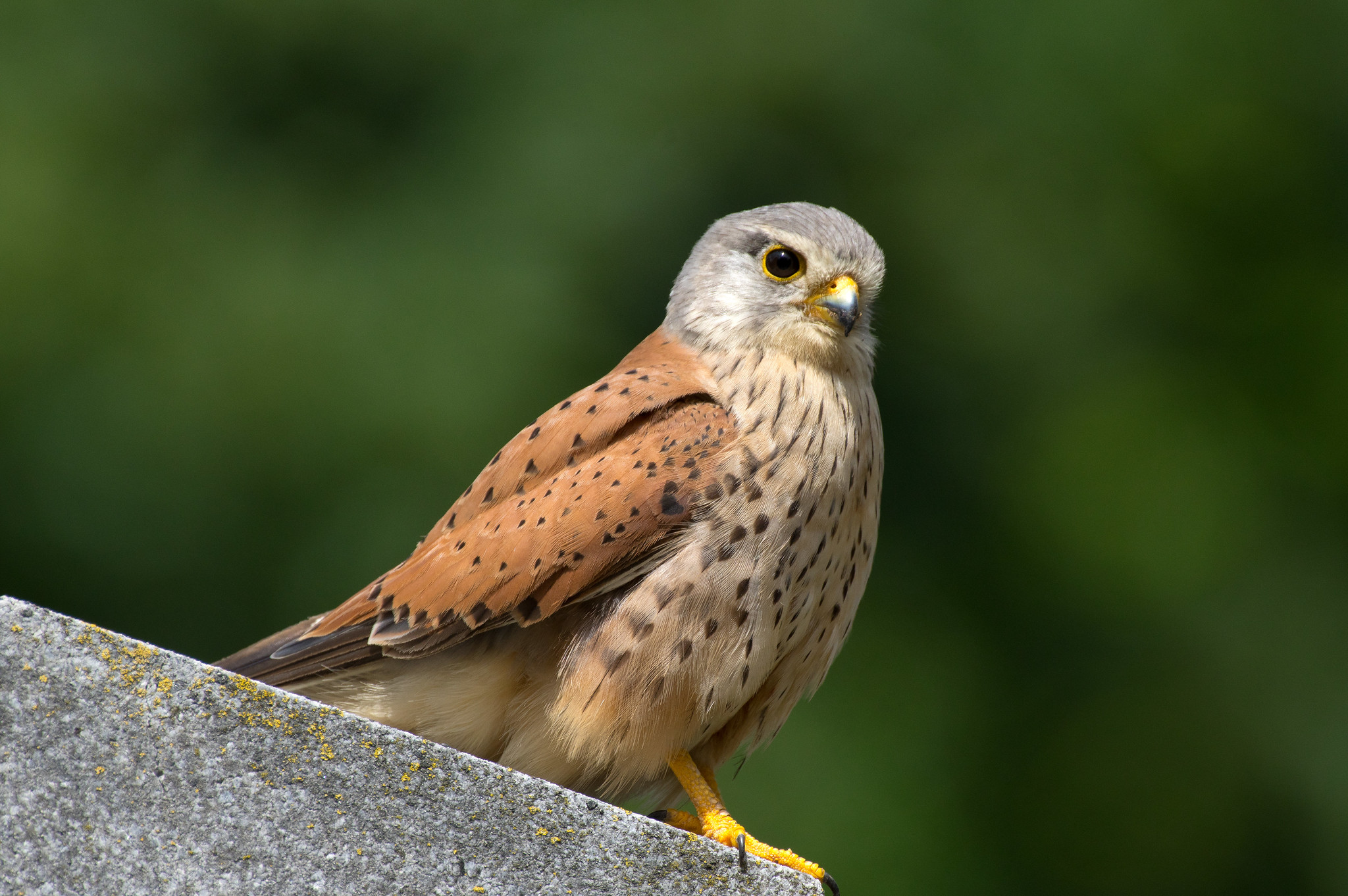 Turmfalke in Obhut genommen