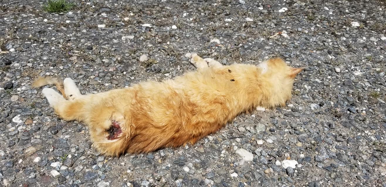 Das Bild zeigt die tote Katze (Quelle Facebook-Seite „Vermisste / Gefundene Tiere in Weiden, Landkreis Neustadt/WN und Umgebung“ - Polizei NEW)