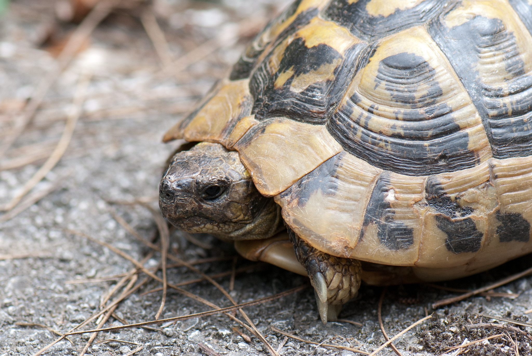 Schildkröte auf der Straße unterwegs