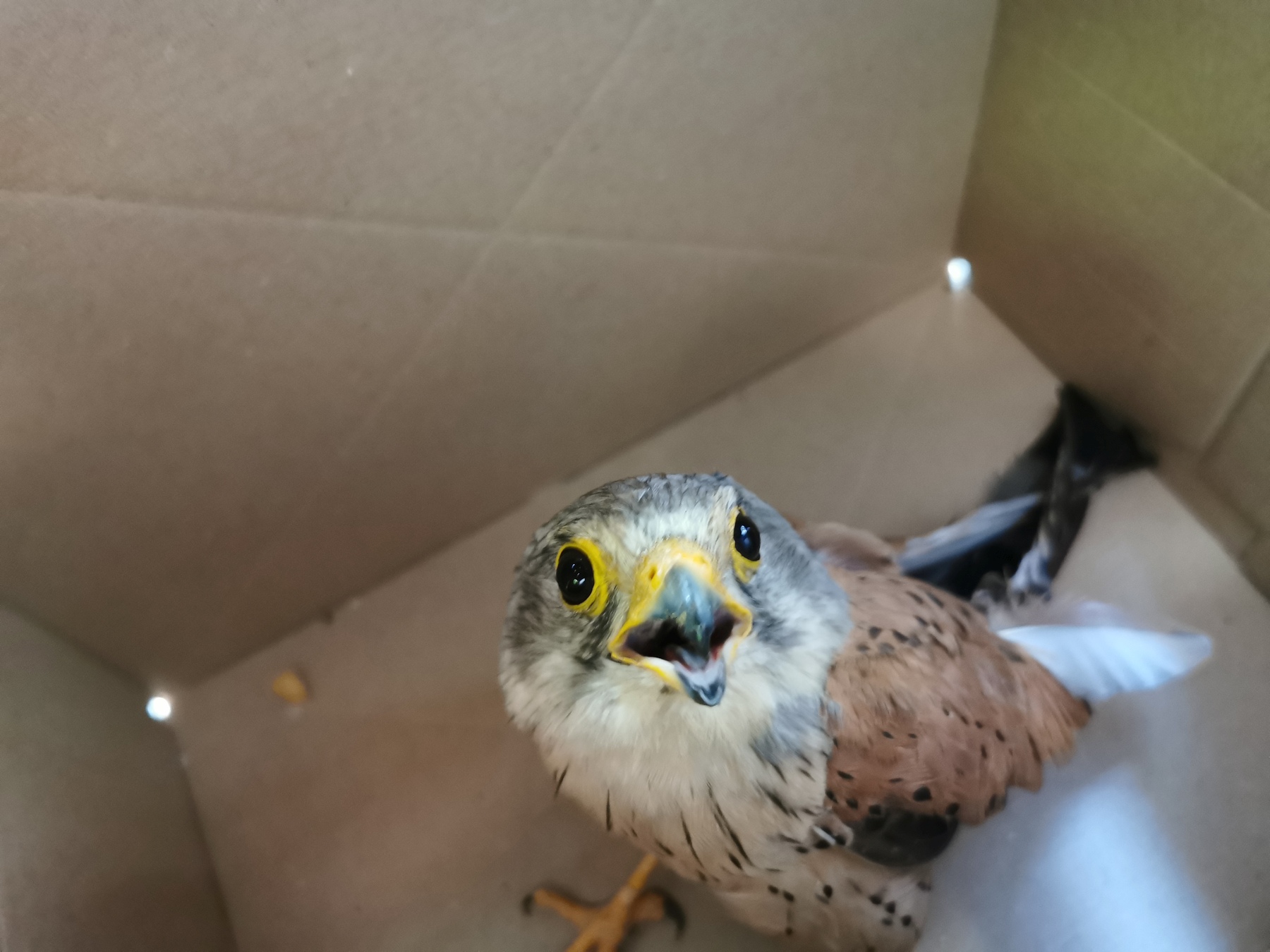 Nach der Befreiung kam der Falke in eine Vogelauffangstation Foto: Polizei Weiden