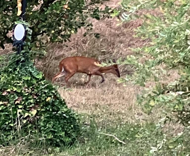 Muntjak im Garten entdeckt