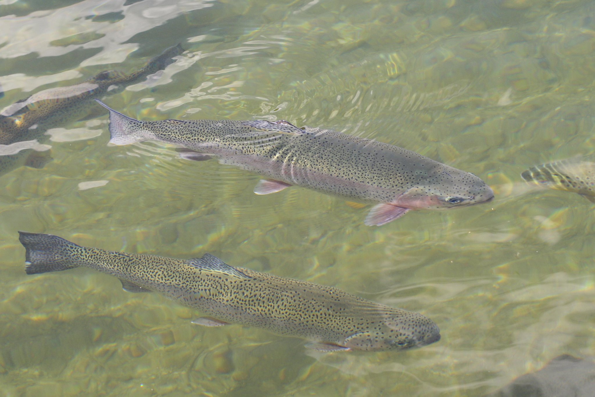 Forellen aus einem Frischwasserbecken entwendet