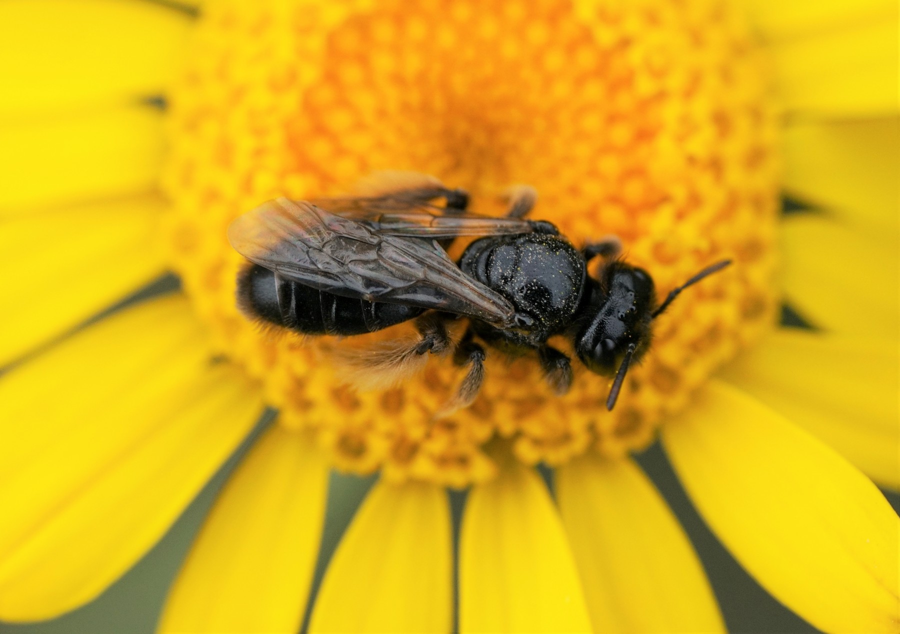 Zottelbiene mit pollenbehangenen Sammelhärchen Foto: Robert Zimmermann