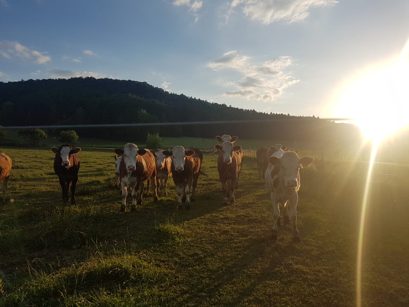 Die Rinder des Wasselbauernhofs in Schmidtstadt genießen den Freilauf auf der saftigen Wiese Foto: Sandra Meier