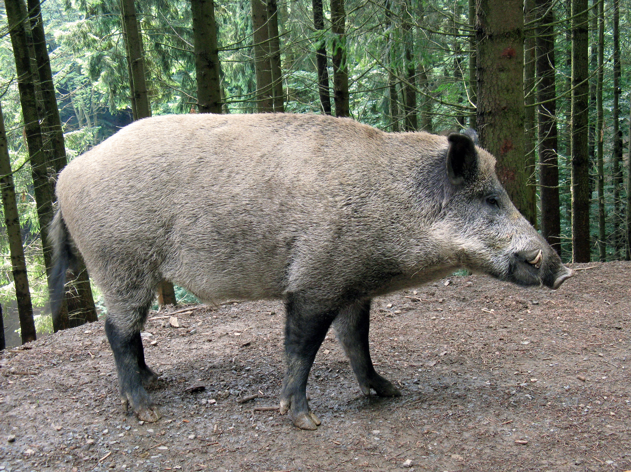 Wildunfälle im Raum Schwandorf