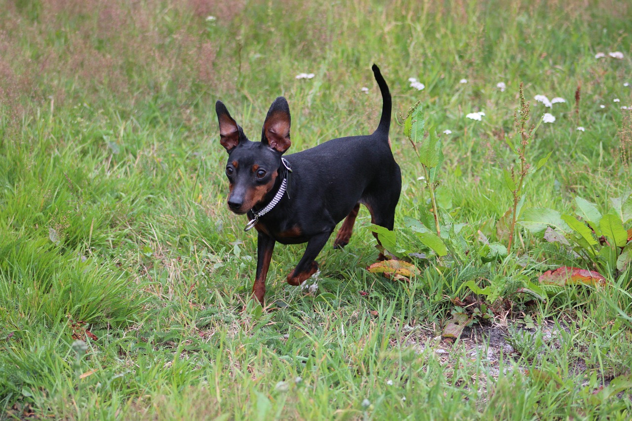 Symbolbild: Pinscher