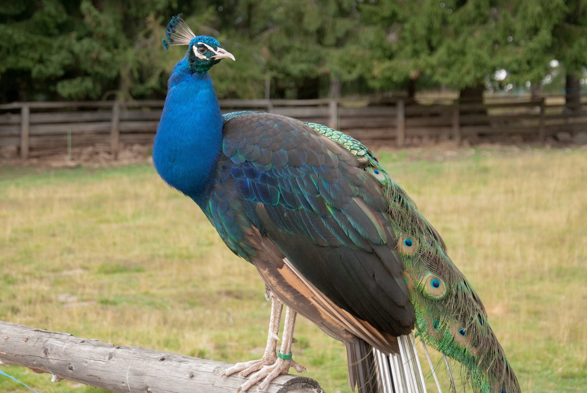 Symbolbild: Pfau 