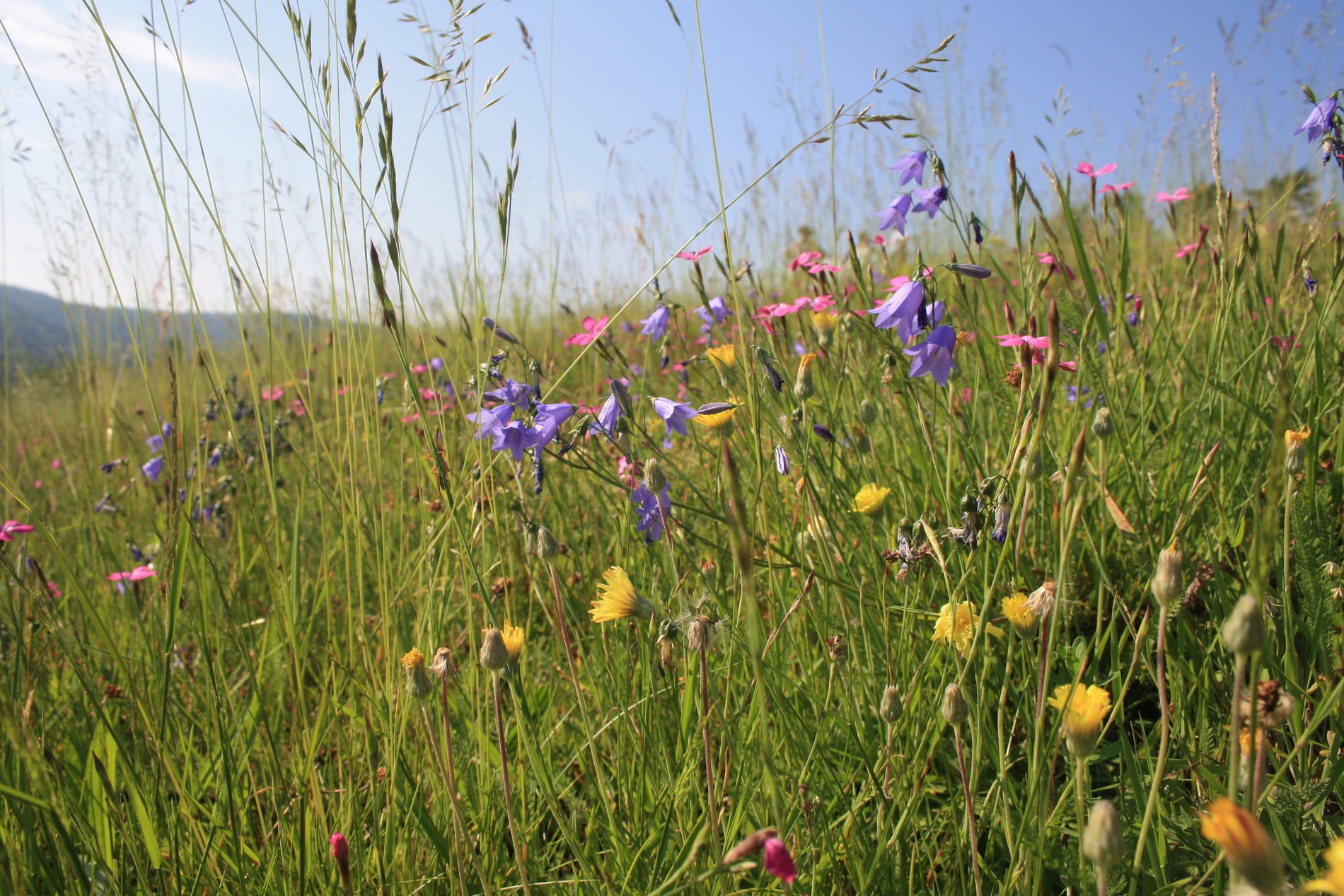 Schönste Bauernwiese gesucht Quelle: BUND Naturschutz Foto: Sabine Heinz