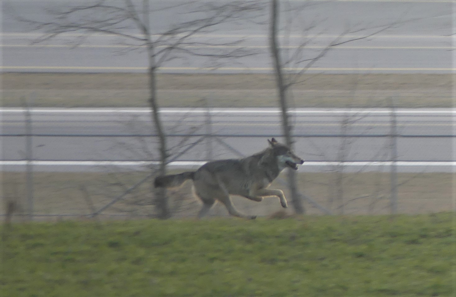 Wolfssichtung in Gmünd / Grafenwöhr Leserfoto von Christian Stubenvoll