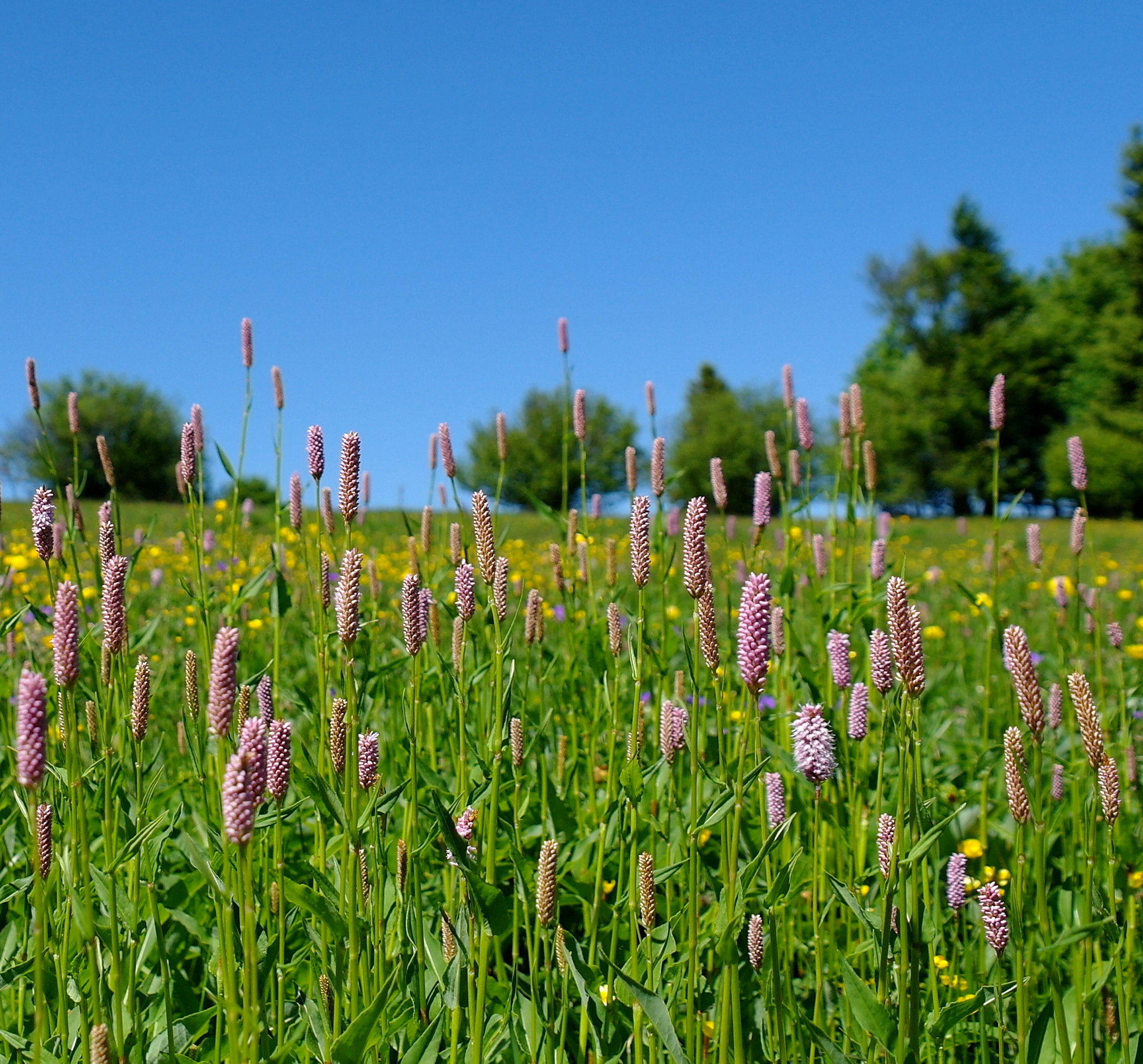 Symbolbild: Blühende Wiese