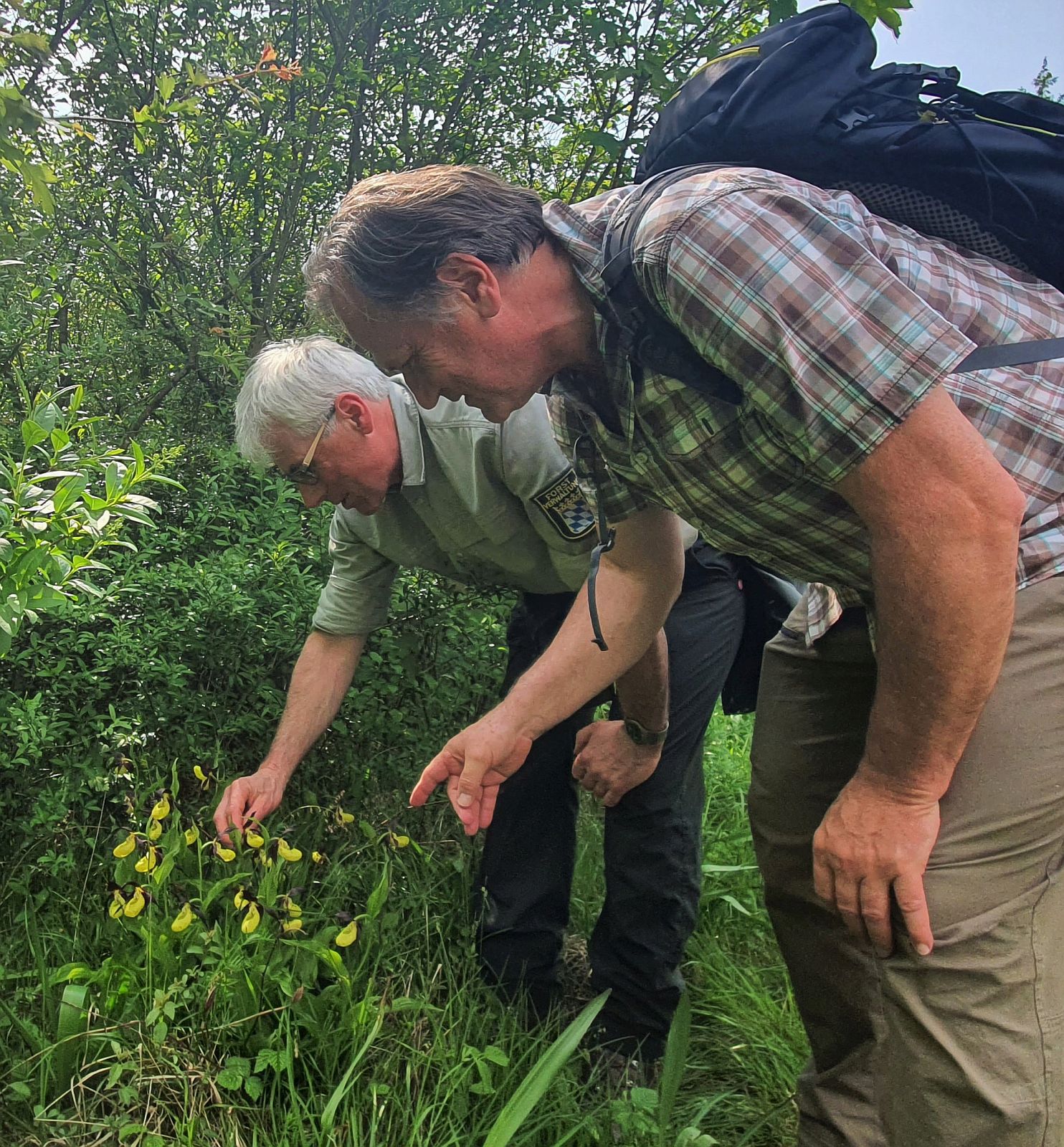 Gerhard Märkl von der Fachstelle Waldnaturschutz für Oberbayern und Robert Nörr, Revierleiter am Amt für Ernährung, Landwirtschaft und Forsten Holzkirchen bestaunen Frauenschuh im Freisinger Auwald; Foto: Christine Franz, LWF