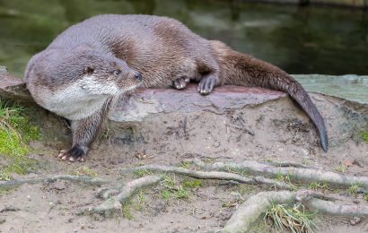 Fischotter darf seit 1. August bejagt werden