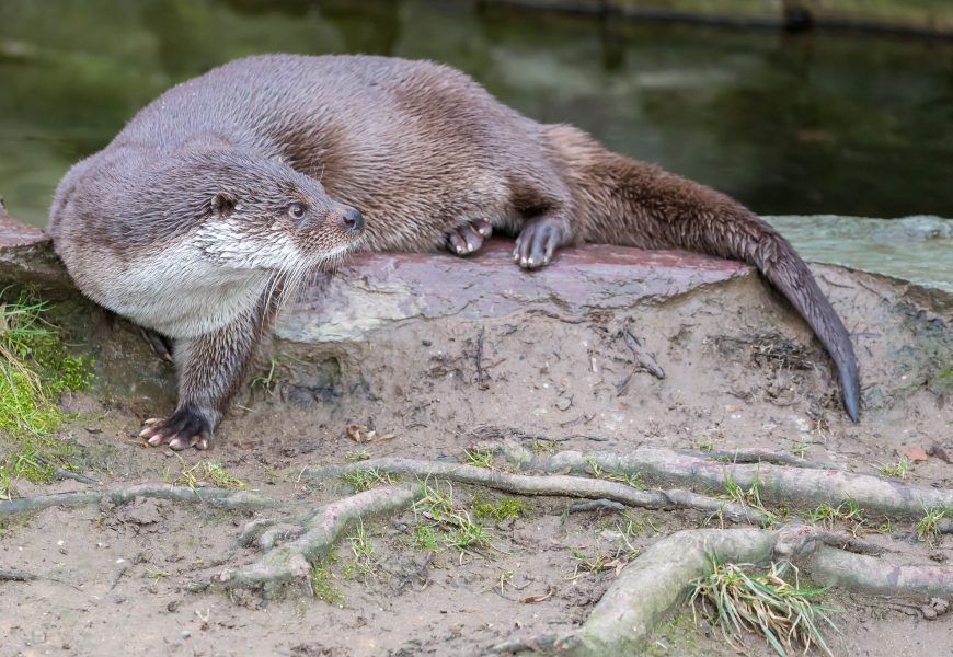 Fischotter darf seit 1. August bejagt werden