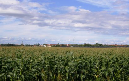 Milchlaster landet im Maisfeld