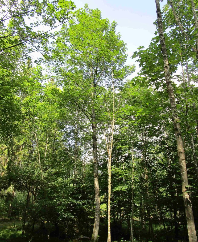 Zukunftsfähiger Einzelbaum mit vitaler Krone als Ergebnis einer konsequenten und kontinuierlichen Pflege (Bild-Autor: Wolfram Rothkegel)