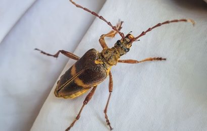 Mit breiten Schultern: Forscher finden vom Aussterben bedrohten Bockkäfer