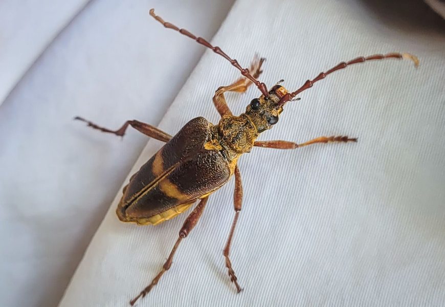 Mit breiten Schultern: Forscher finden vom Aussterben bedrohten Bockkäfer